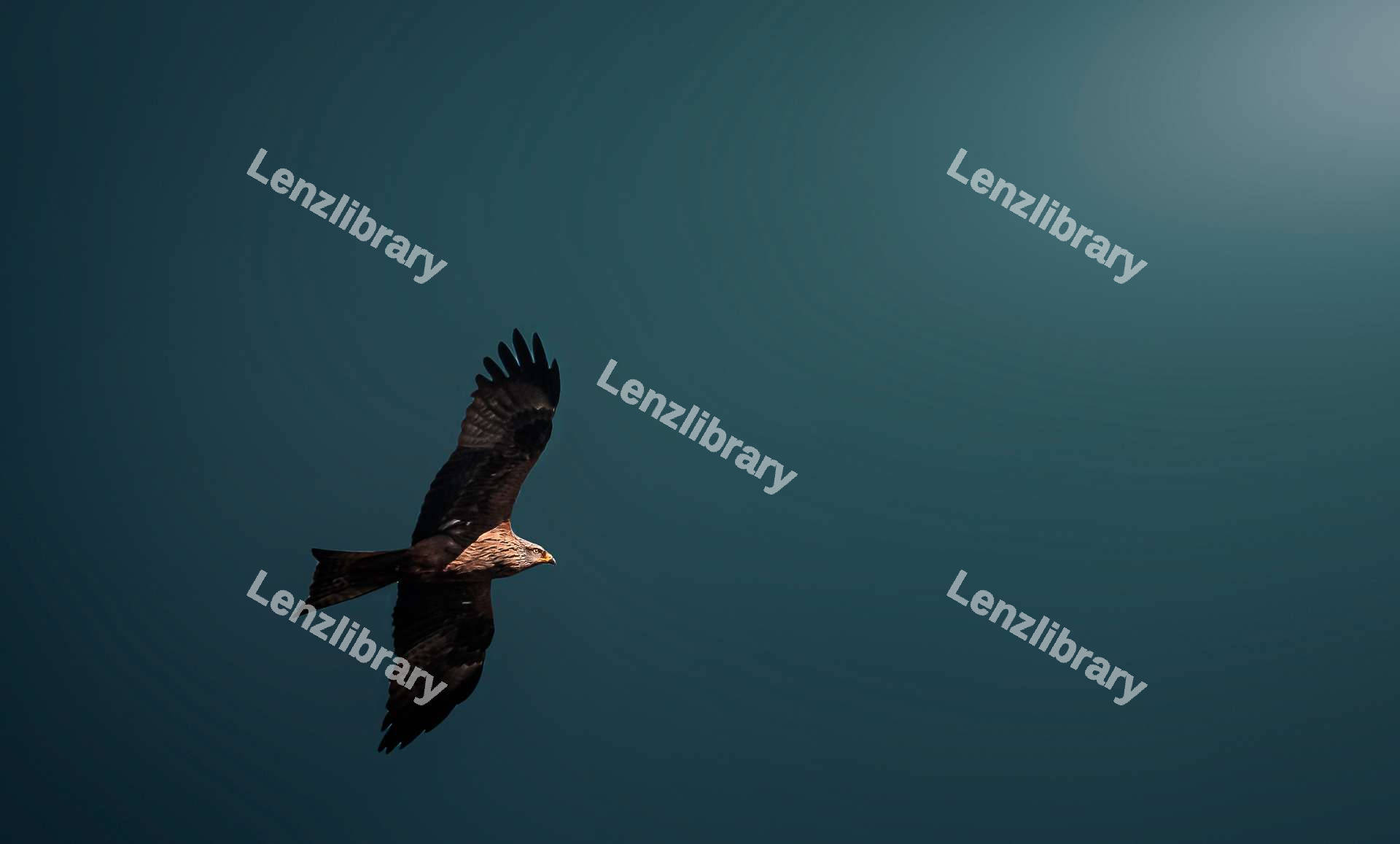 Black kite flying